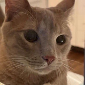 Meet your Posher, Ally